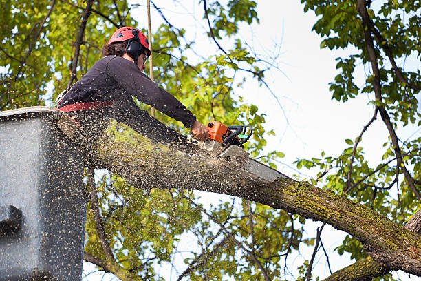 Best Tree Trimming and Pruning  in Pea Ridge, FL